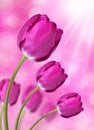 Fresh purple tulips Royalty Free Stock Photo