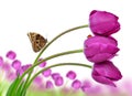 Fresh purple tulips with butterfly Royalty Free Stock Photo