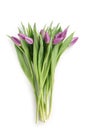 Fresh purple tulips shot from above isolated on white Royalty Free Stock Photo