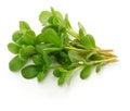 Fresh purslane, edible weeds