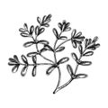 Fresh purslane sketch. Garden herbs drawing. Organic green leaf vegetable. Hand-sketched pursley plant. Vector illustration of raw