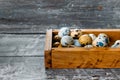 Fresh quail eggs in  wooden box in chicken coop Royalty Free Stock Photo