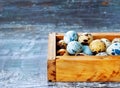 Fresh quail eggs in wooden box Royalty Free Stock Photo