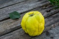 Fresh quince fruits on wooden table. Still life of food. Exotic fruits. Autumn harvest. Weird fruit. Strange fruit. Weird form. Royalty Free Stock Photo