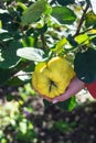 Fresh quince fruits on wooden table. Still life of food. Exotic fruits. Autumn harvest. Weird fruit. Strange fruit. Weird form. Royalty Free Stock Photo