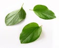 Fresh quince leaf isolated white background