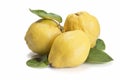 Fresh quinces over white background