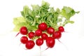 Fresh radish Royalty Free Stock Photo