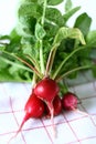 Fresh radish Royalty Free Stock Photo