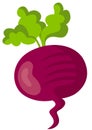 Fresh radish beet beetroot vegetable