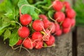 Fresh radish bunch Royalty Free Stock Photo