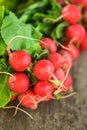 Fresh radish bunch Royalty Free Stock Photo