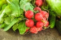Fresh radish bunch Royalty Free Stock Photo