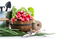 Fresh radish and green onion with garden tools Royalty Free Stock Photo