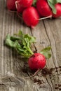 Fresh radish from ground Royalty Free Stock Photo