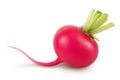 Fresh radish isolated on white background with full depth of field Royalty Free Stock Photo