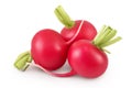 Fresh radish isolated on white background with full depth of field Royalty Free Stock Photo