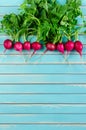 Fresh radish lying in a row on rustic wooden turquoise background