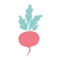 Fresh radish nutrition vegetable isolated icon design white background