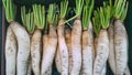 Fresh radish Royalty Free Stock Photo