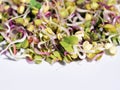 Fresh radish sprouts close up, white background. Healthy eating concept Royalty Free Stock Photo