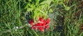 Fresh radish vegetables harvest crop water washing in the garden Royalty Free Stock Photo