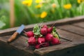 Fresh radish on a wooden box in the home garden. Green background from flowers and grass. Organic fresh vegetables.