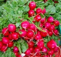 Fresh Radishes Royalty Free Stock Photo