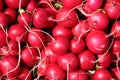 Fresh Radishes