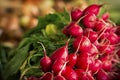 Fresh radishes in bio market