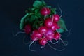 Fresh radishes on a black background Royalty Free Stock Photo