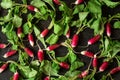 Fresh radishes Royalty Free Stock Photo