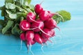 Fresh Radishes on a Blue Background