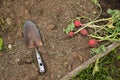 Fresh radishes dug out of the ground in the garden.