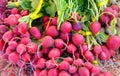 Bunches of Radishes Royalty Free Stock Photo