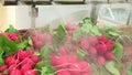 Fresh radishes with green tops on supermarket shelf. Steam generator humidifies and cools radishes