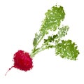 Fresh radishes illustration of blots