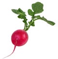 Fresh radishes isolated