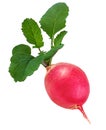 Fresh radishes isolated