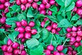 Fresh radishes