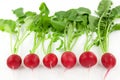 Fresh radishes in a row Royalty Free Stock Photo