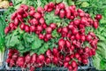 fresh radishes Royalty Free Stock Photo