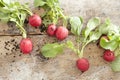 Fresh radishes with soil on a wooden table