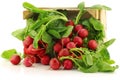 Fresh radishes in a wooden crate