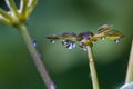 Fresh rain drops