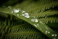 Fresh Rain drops on the grass and fern leaves Royalty Free Stock Photo