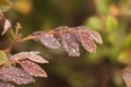 Water Droplets on leaves, Macro Photo of Water Droplets on Bushes Royalty Free Stock Photo