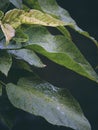 Fresh rain on green leaves