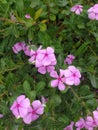 Fresh Rain-Kissed Pink Periwinkle Flower Royalty Free Stock Photo