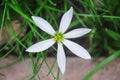 Fresh rain lily flower with white petals and yellow pollen top view blooming in nature garden background